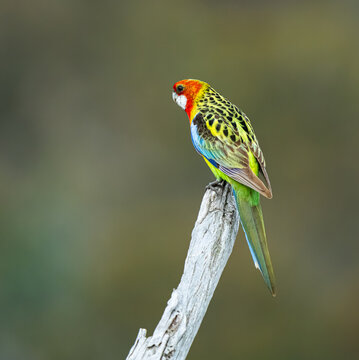 Rosella on branch