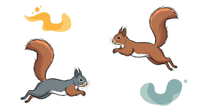 Illustration of two squirrels leaping in the air, one grey and one red, showing their fluffy tails and dynamic movement on a plain background.