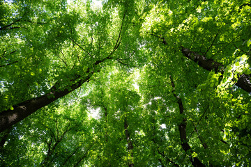 Fototapeta premium Tree canopies with vibrant green foliage seen from below