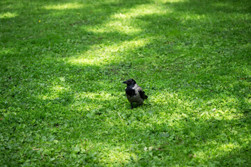 Fototapeta premium Corvus cornix is ​​a bird in the crow, magpie, and jackdaw family. It has black and gray plumage