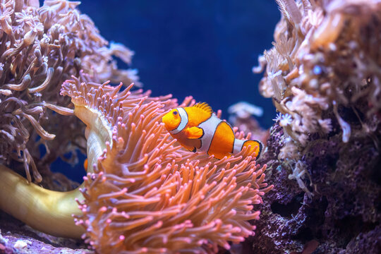 Orange Ocellaris clownfish swimming in deep ocean. Cute Amphiprion ocellaris or false percula clown fish swim in fishtank