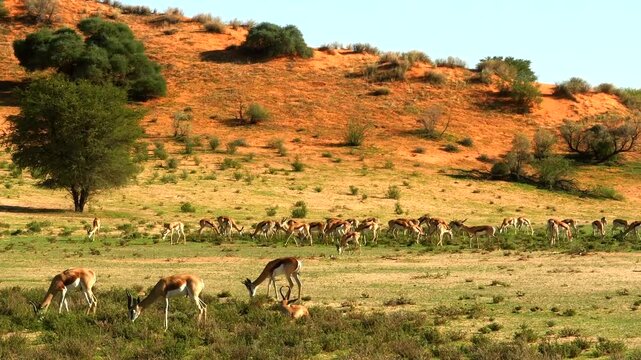 springboks, Antidorcas marsupialis, grazing after rain in green Kalahari 394