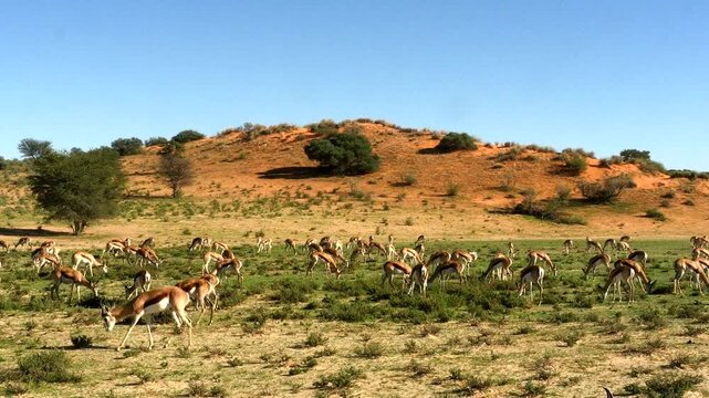 springboks, Antidorcas marsupialis, grazing after rain in green Kalahari 395    
