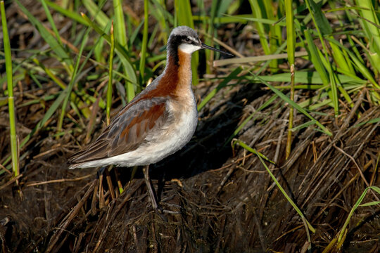 Wilson's Phalarope (Phalaropus tricolor) at Camas Prairie Centennial Marsh Idaho May 31, 2024.