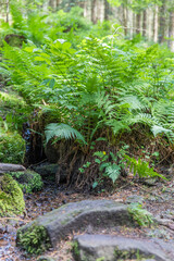 Obraz premium Small stream in the Black Forest.