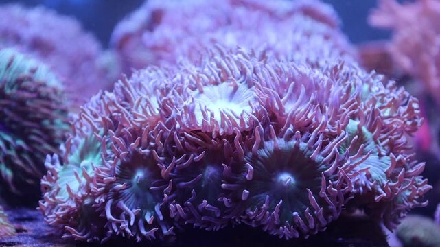 Closeup pink sea anemone corals in an aquarium
