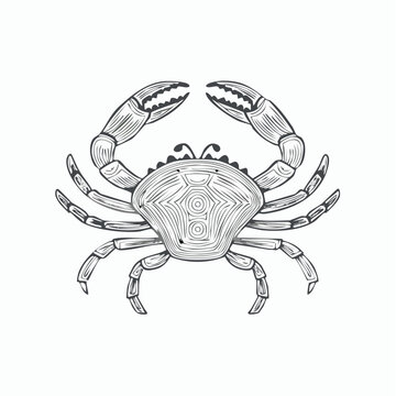 Detailed illustration of a crab.
