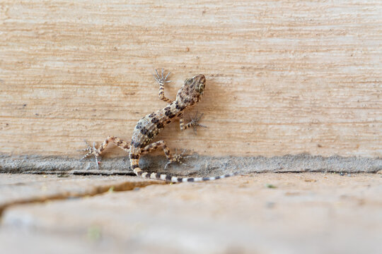 A close-up shot of a Caspian bent-toed gecko with a striped tail climbing on a stone wall outdoors in Turkmenistan. The small reptile is shown in its natural habitat near a residential building.