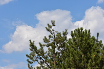 Fototapeta premium Pine tree against the blue sky with white clouds. Nature background