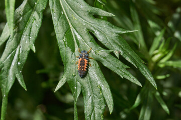 Macro photograph of a ladybug larva feeding on aphids on a green plant stem. Natural biological pest control in a garden and wild environment. Macro Photo of Ladybug Larva on Aphid-Infested Plant. © Andrei