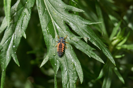 Macro photograph of a ladybug larva feeding on aphids on a green plant stem. Natural biological pest control in a garden and wild environment. Macro Photo of Ladybug Larva on Aphid-Infested Plant.