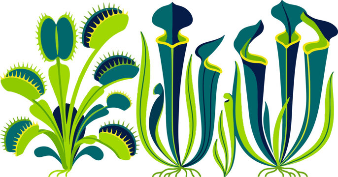 Stylized illustration of carnivorous Venus flytrap and pitcher plants