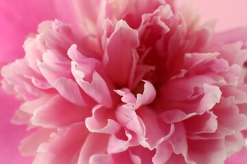 Obraz premium Beautiful pink peony flower as background, closeup