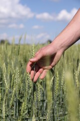 Fototapeta premium Man touching wheat spikes in field, closeup