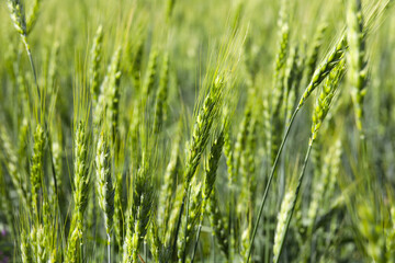 Fototapeta premium Wheat spikes growing in field outdoors, closeup