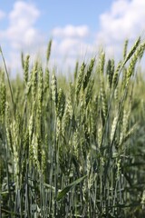 Fototapeta premium Wheat spikes growing in field outdoors, closeup