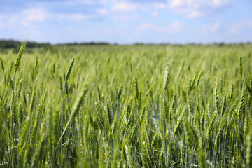 Fototapeta premium Many wheat spikes growing in field outdoors