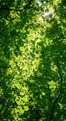 Fototapeta premium Sunlight Filtering Through Dense Green Tree Canopy.