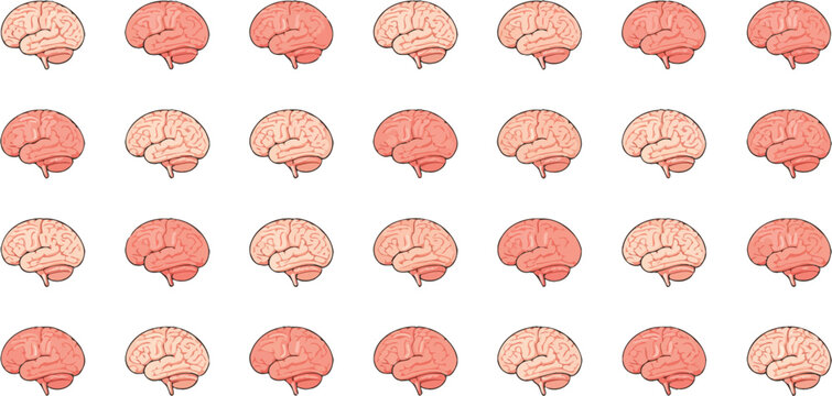 Human brain, anatomy set, top, side, and front view graphics, medical science, neuroscience, anatomy education, healthcare, transparent background.