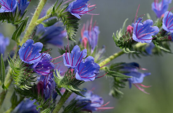 Close-up of the blue flowers of the common viper's bugloss (Echium vulgare), which bloom in the summer.