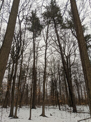 Fototapeta premium A shot of a wild red-tailed hawk perched gracefully on a bare tree branch, surrounded by dense woods and a blanket of white snow on the ground on a cloudy winter day.
