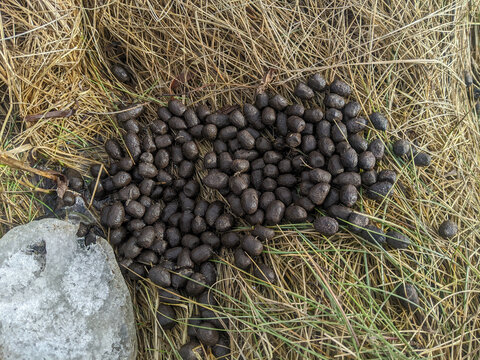A high-angle close-up photograph looking straight down at a large pile of wild deer droppings and pellet scat deposited on dry brown grass next to a patch of melting winter snow and ice.