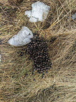 A high-angle close-up photograph looking straight down at a large pile of wild deer droppings and pellet scat deposited on dry brown grass next to a patch of melting winter snow and ice.