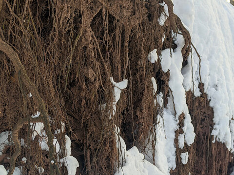 A detailed full-frame shot of exposed brown earth, clay, and tangled tree roots hanging over a layered shale or stone cliff face, covered in patches of white snow on a cold winter day.