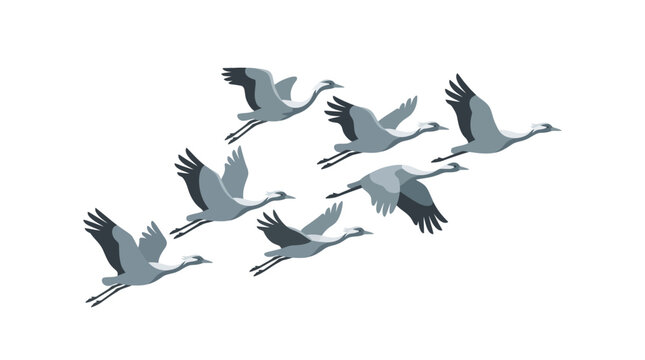 Flock of cranes flying in formation against a white background, migration, wildlife, nature