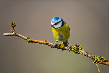Eurasian Blue Tit (Cyanistes caeruleus) perched on a mossy branch © Jhony