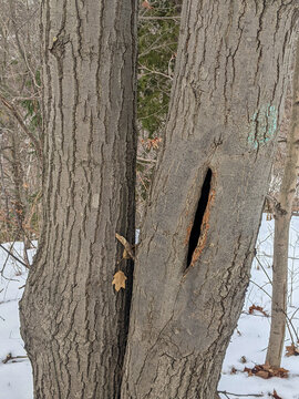 A close-up shot focusing on a large vertical hollow split opening in the textured grey bark of a tree trunk, standing alongside another trunk on a snow-covered ground in a winter forest.