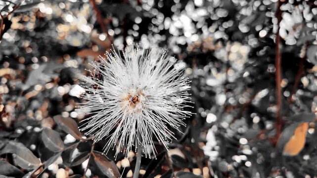 Cinematic Selective Color White Calliandra Flower Blooming in Garden