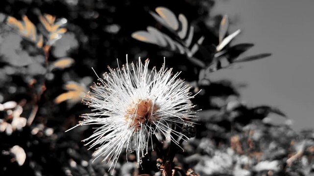 Cinematic Selective Color White Calliandra Flower Blooming in Garden