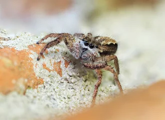 A Focus Stacked Close-up Image of a Female Tan Jumping Spider Looking At You © sdbower