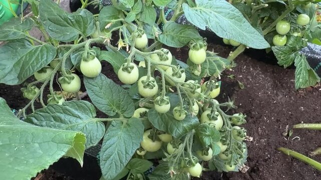 green beans in the garden