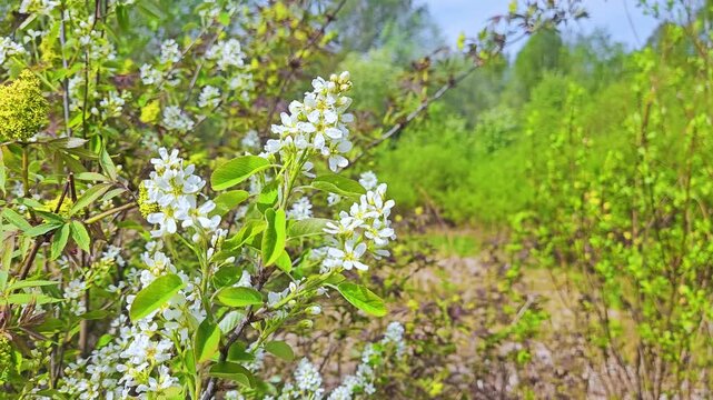 Nature Prunus padus tree footage with birds chirping in meadow in finland
