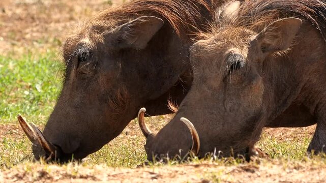two warthogs, Phacochoerus africanus, eating grass, close 315 
