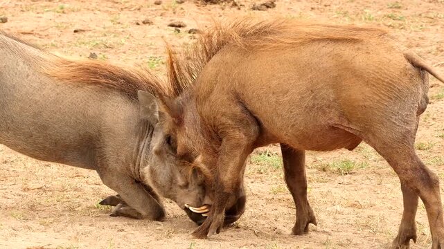 warthogs, Phacochoerus africanus, playful fight 493