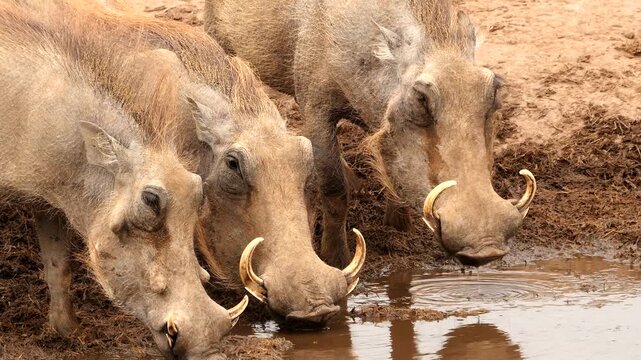 portrait of drinking warthogs, Phacochoerus africanus 612 
