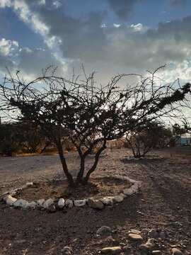 churqui. puna landscape