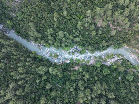 Aerial top down view of a rushing mountain river flowing through a dense green pine forest canyon.