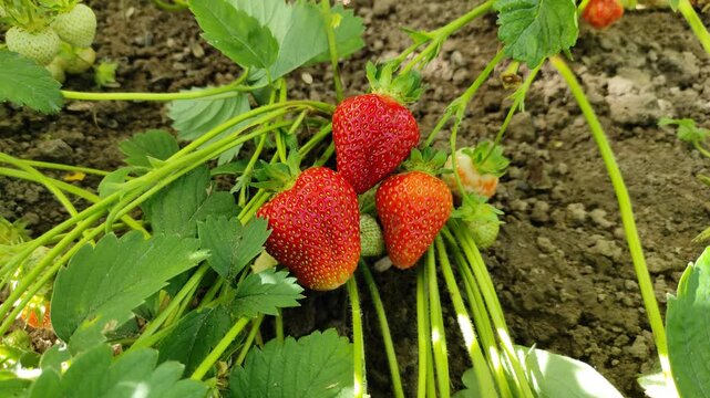 Strawberries in the garden