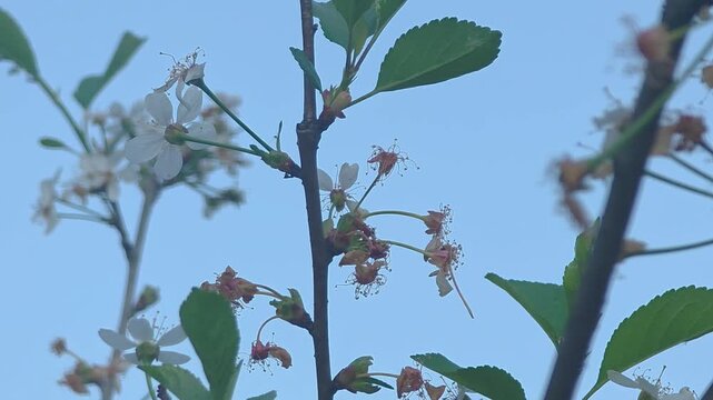Close look at flowers and leaves on a tree during day in a bright blue sky
