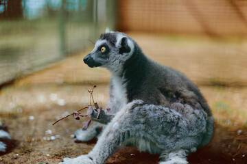 Naklejka premium Lemur primate wildlife animal sitting with soft fur and amber eyes in profile portrait, resting on ground at zoo with curious gaze and detailed texture of fur and whiskers.