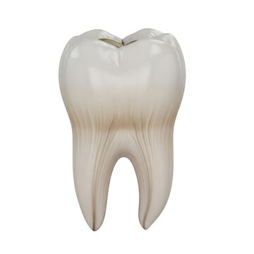 3d model of a single healthy human tooth isolated