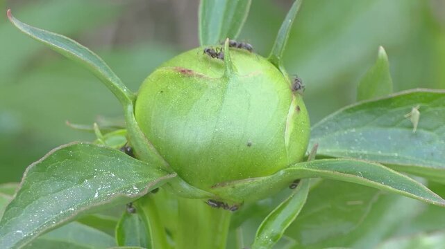 Insects gather around a green plant bud in a garden setting during summer