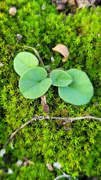 moss