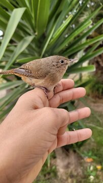 bird in hand