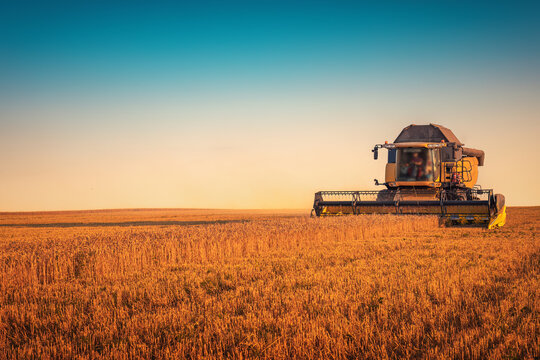 Yellow combine harvester working in agricultural wheat field at sunset
