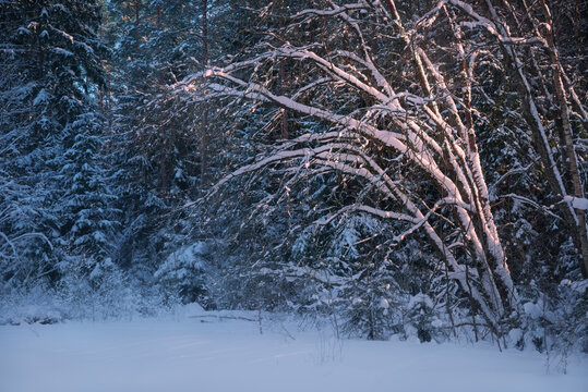 Beautiful winter forest landscape with snowy tree branches illuminated by warm sunset light. Dark woods background banner with blue shadows representing mystical nature and tranquility.